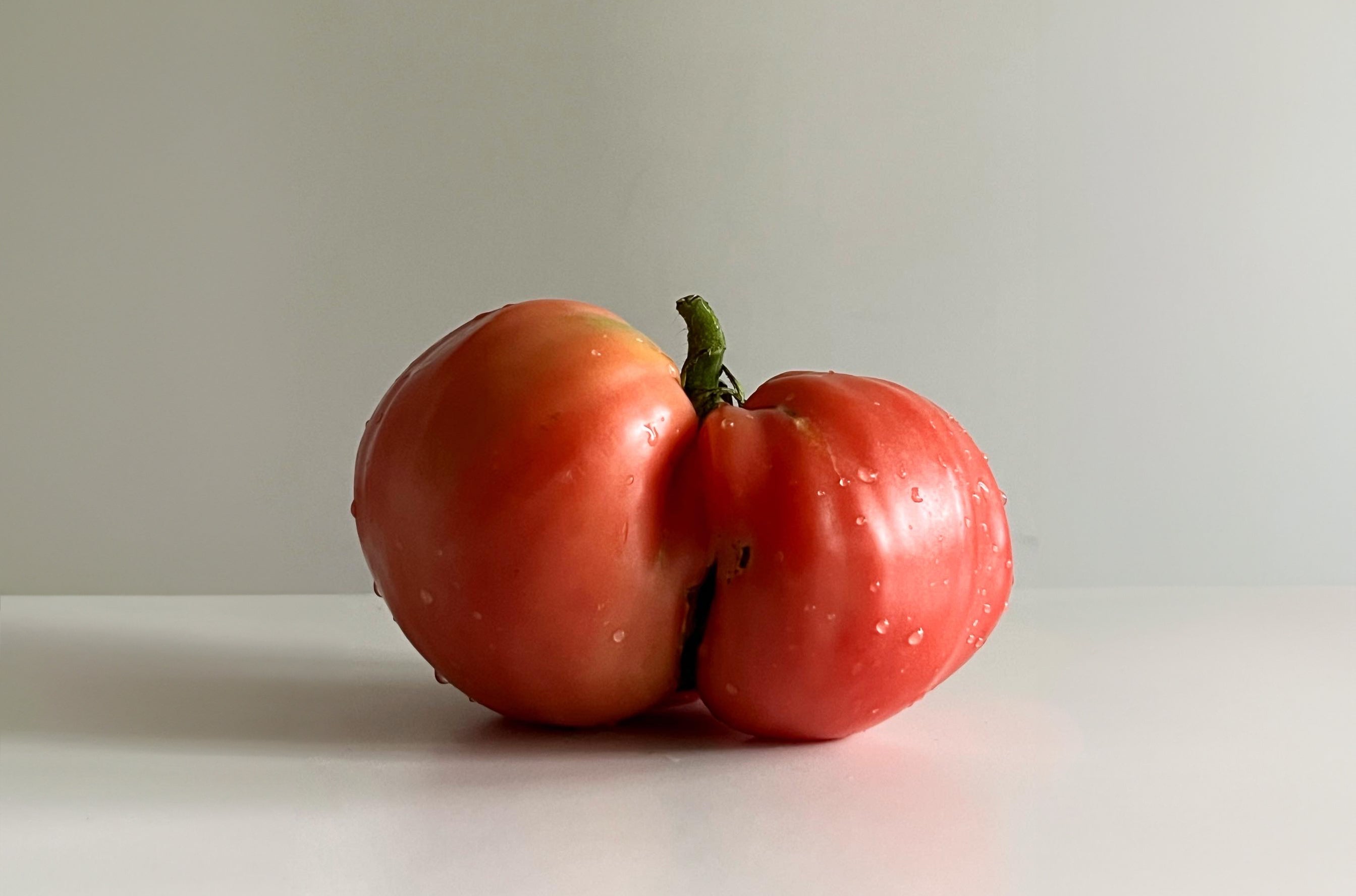 Tomato Portrait Still Life Photograph - pink