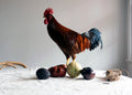 Rooster Still Life