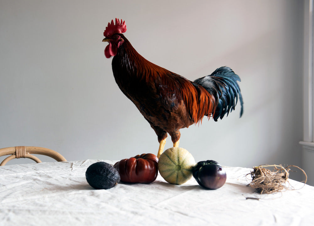 Rooster Still Life