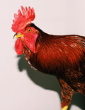 Rooster