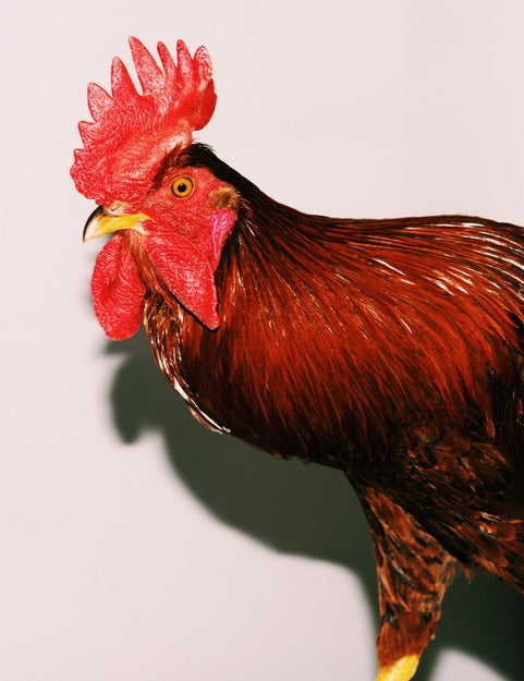 Rooster