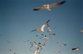 Gulls film