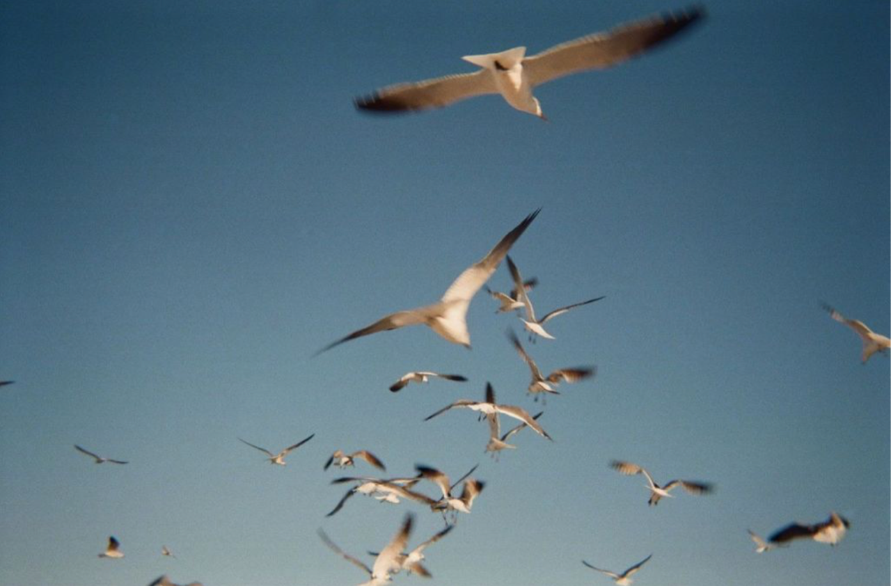 Gulls film