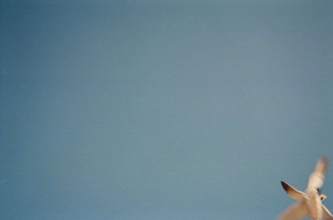 Gulls film 2