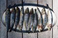 Sardine still life photograph