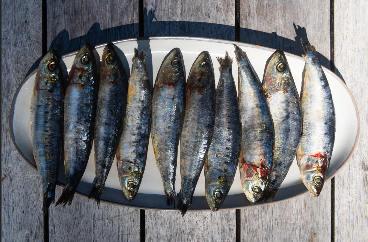 Sardine still life photograph