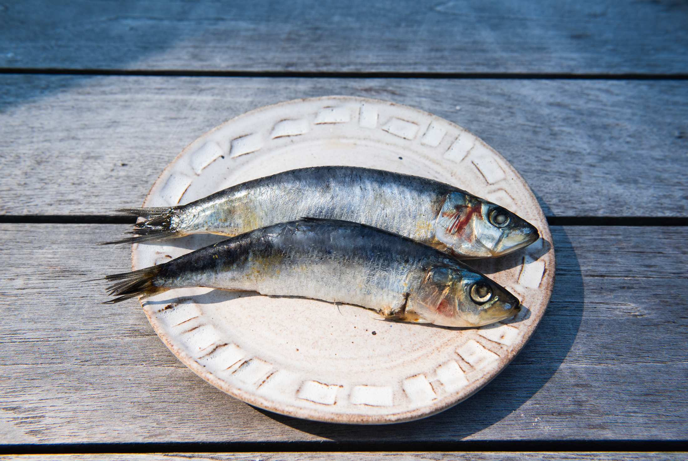 Sardine still life