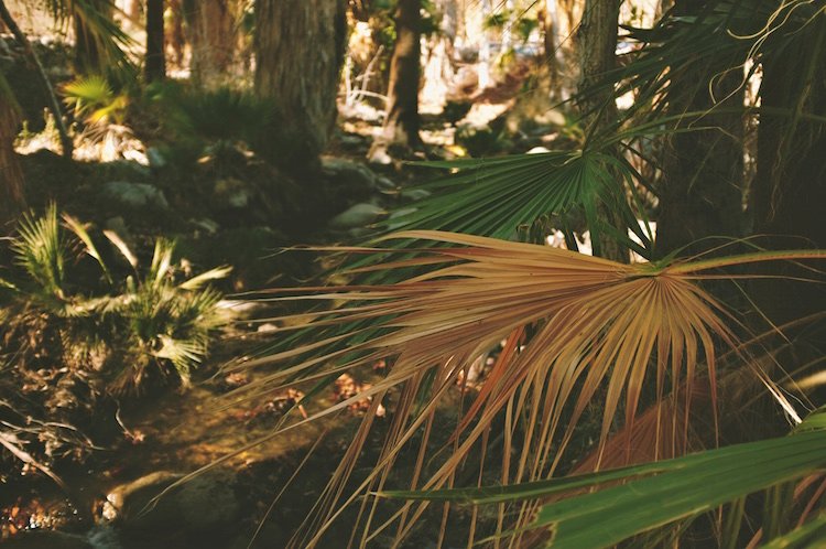 Oasis