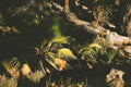 Oasis 2