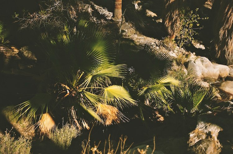 Oasis 2