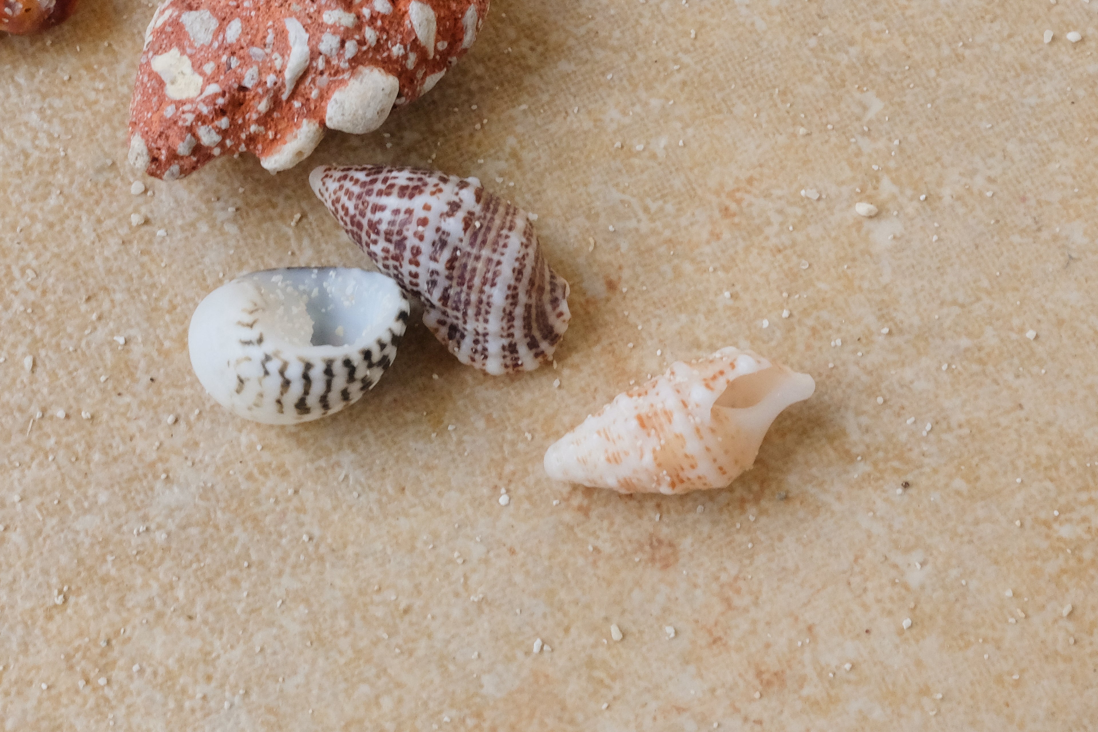 Four Shells