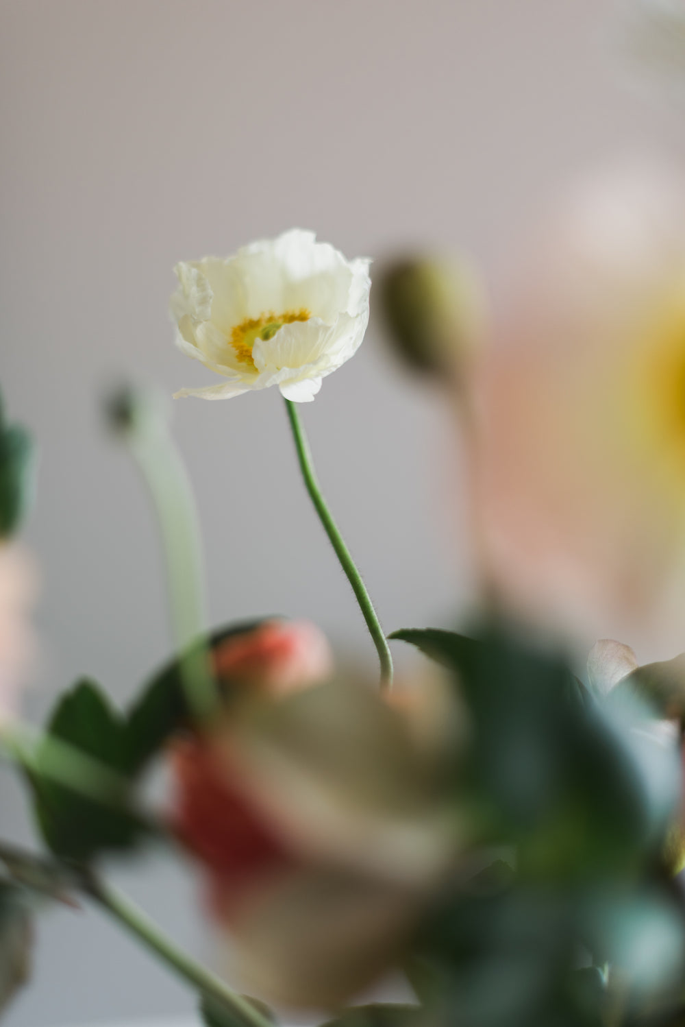 Flower Still Life 3