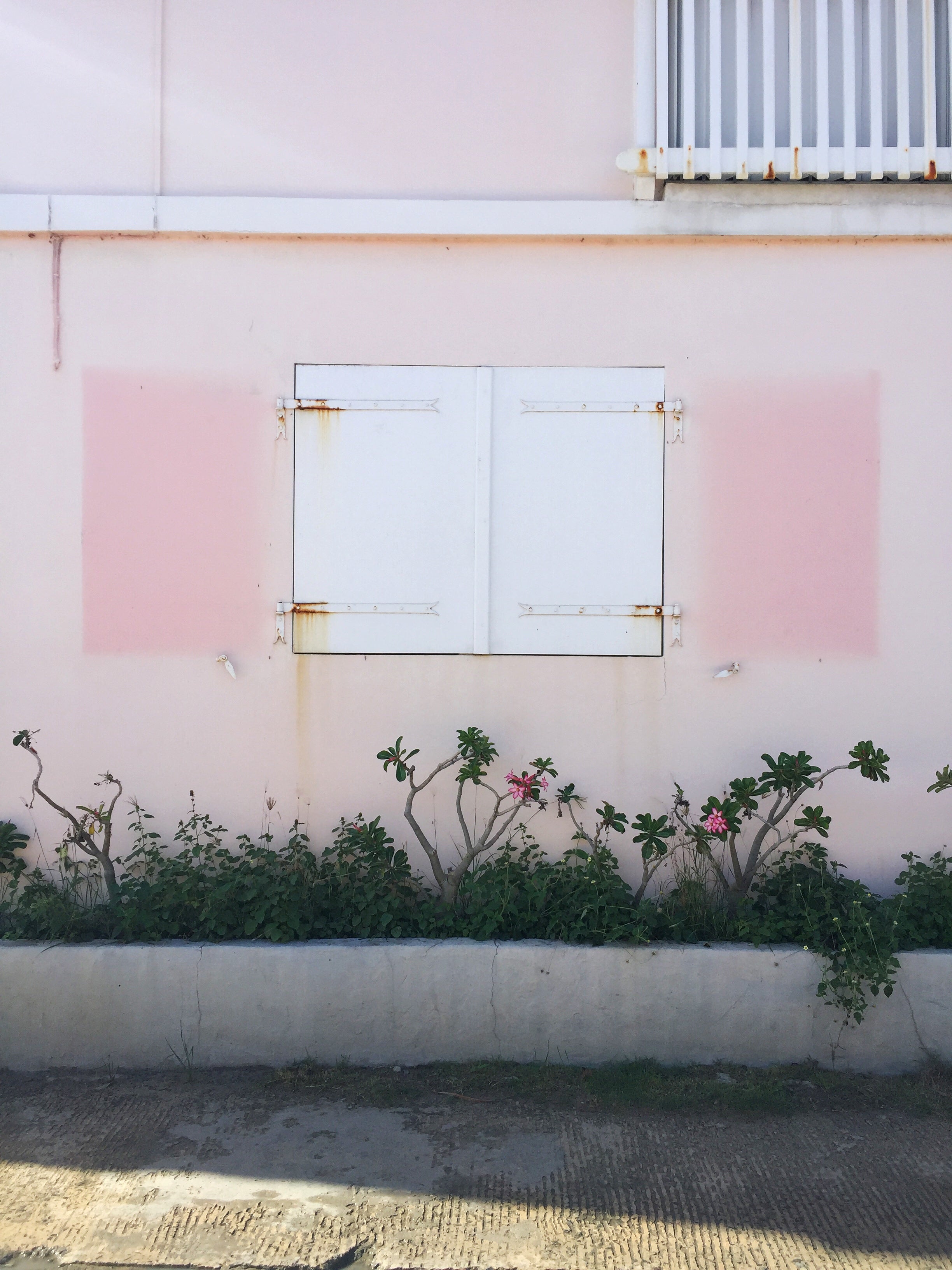 Pink Shutter