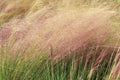 Pink Grass