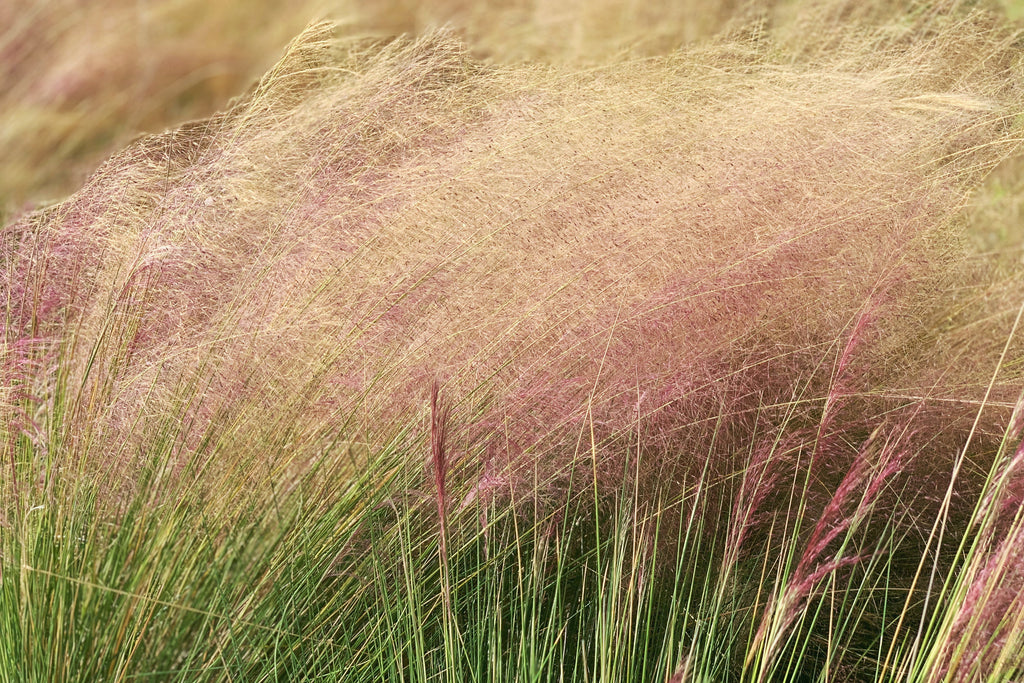 Pink Grass