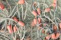 Pink Buoy