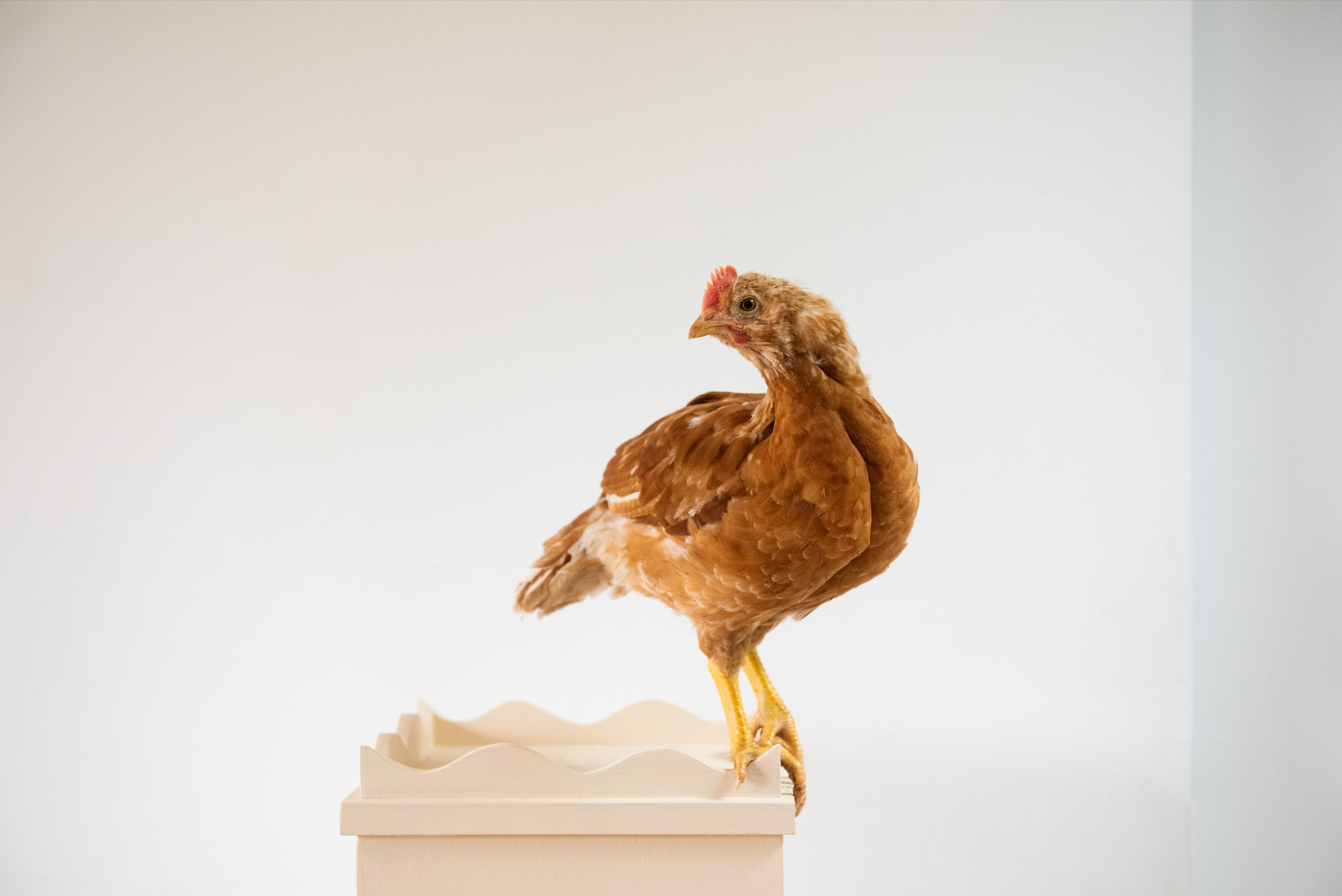 Rooster On A Pole