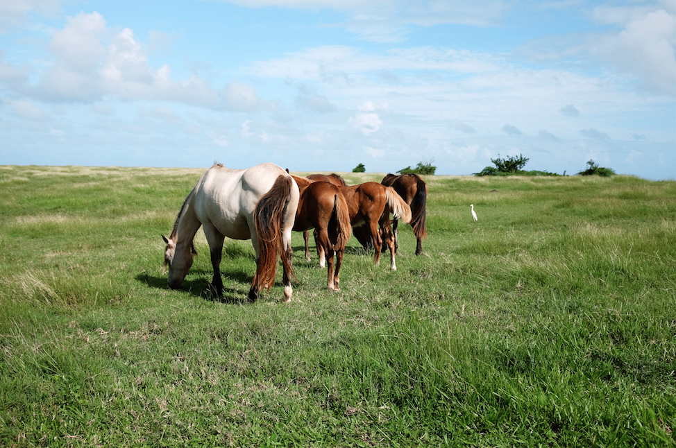 5 Wild Horses and A Bird