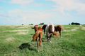 5 Wild Horses