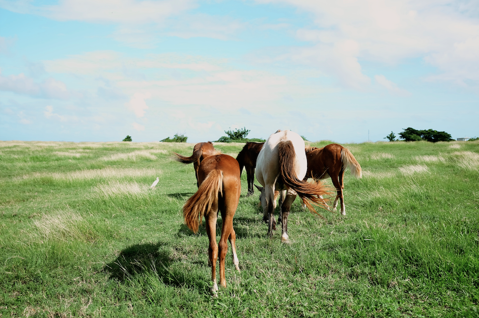 5 Wild Horses