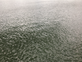 Grey Green Water