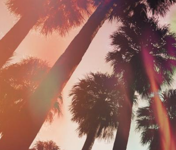 Palm Springs Palm Trees