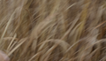 Summer Grasses