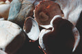 Shells