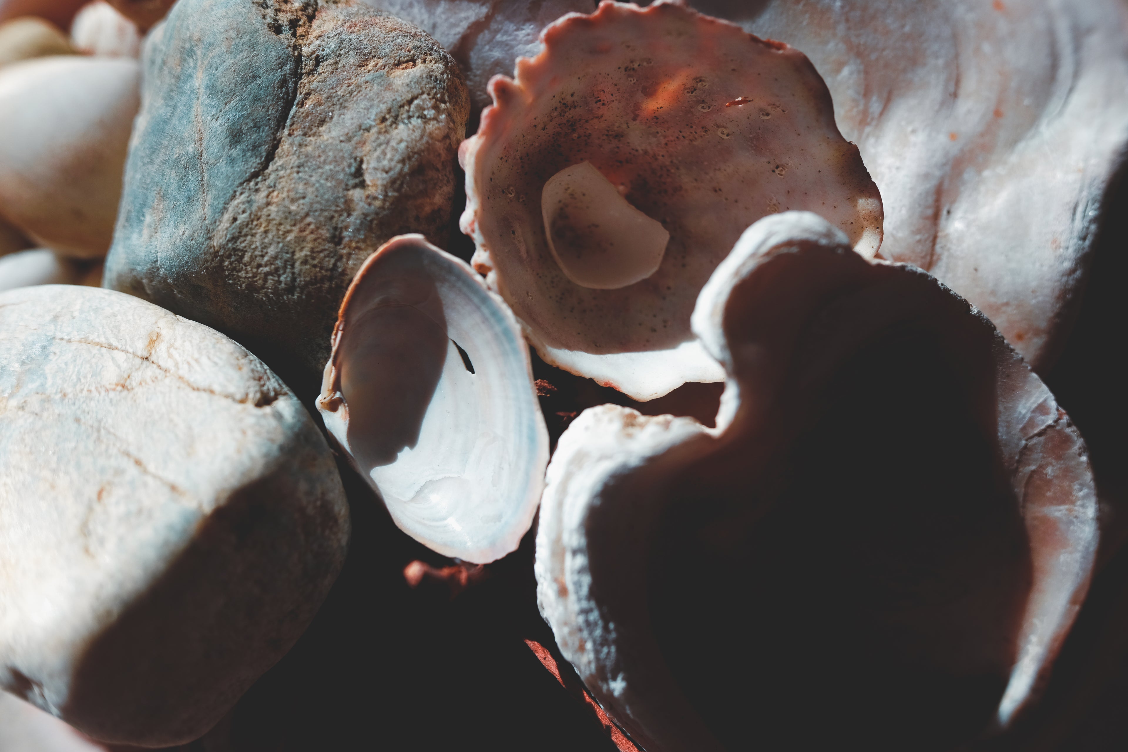 Shells