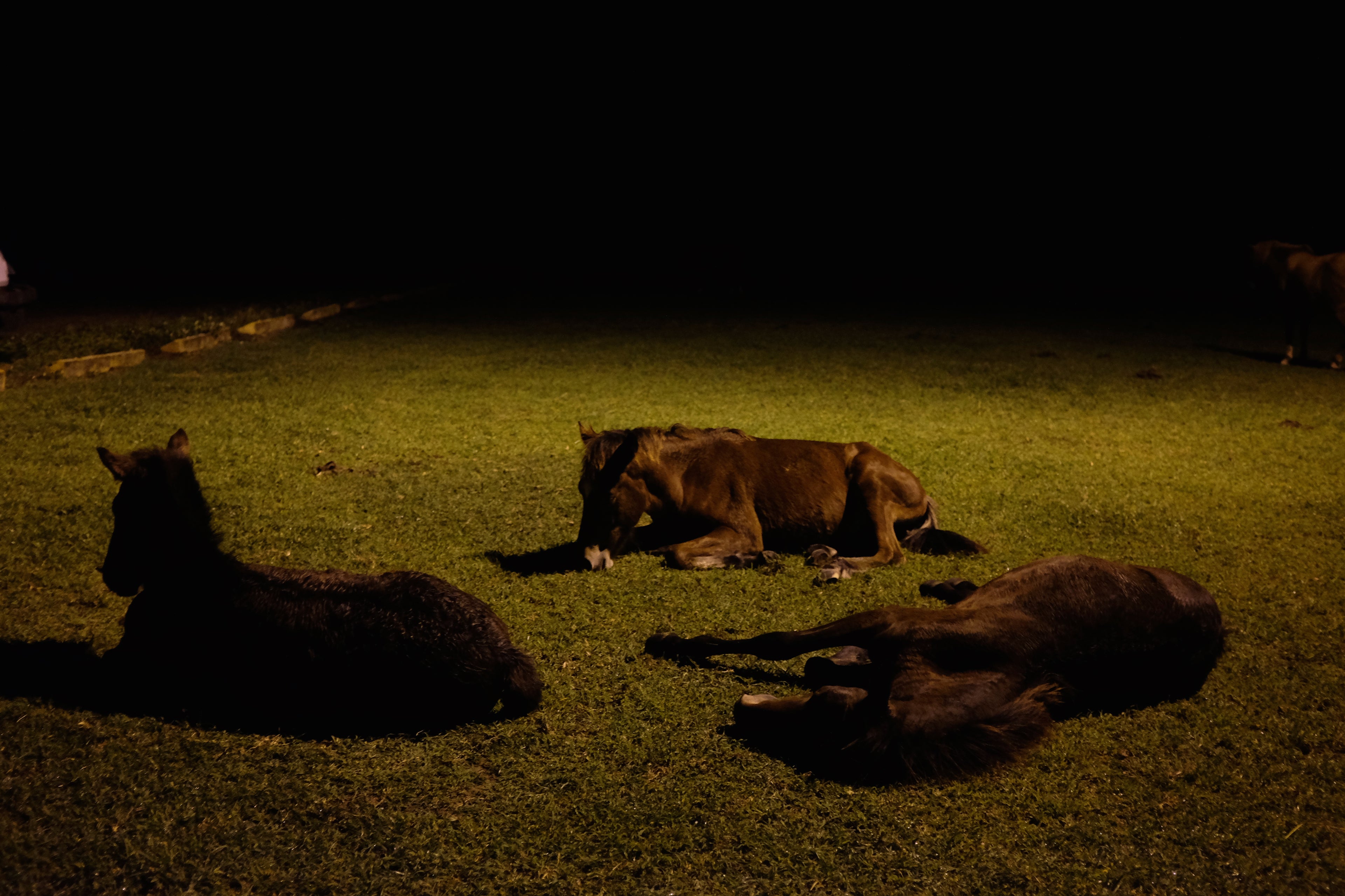 Tired Horses