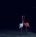 Flamingos