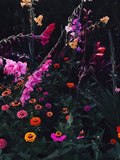 Still Flowers on a Summer's Eve